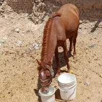 فروش نریان ۳ساله