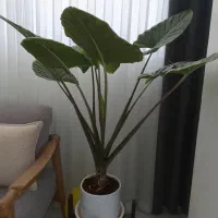 گیاه بابا ادم