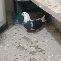 کبوتر پشتار