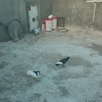 30تا ضربه|پرنده|سبزوار, قصبه غربی|دیوار