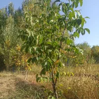 باغ فریدونشهر اصفهان|فروش دفتر صنعتی، کشاورزی، تجاری|فریدونشهر, |دیوار