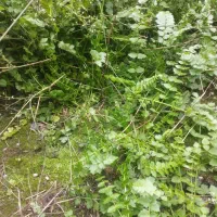 انارریجه و زولنگ و شوید