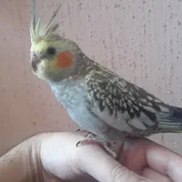 عروس هلندی ماده کامل اهلی و دستی