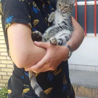 گمشدن گربه ۸ماهه|گربه|شهرکرد, |دیوار