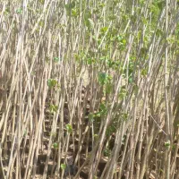 نهال فندوق  درجه یک