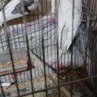 طوطی عروس|پرنده|رشت, ولکس|دیوار