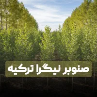 جشنواره محدود نهال صنوبر با کود تقویتی رایگان