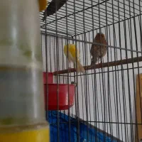 پرنده قناری جفت|پرنده|اصفهان, بهارستان|دیوار