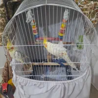 عروس هلندی|پرنده|رشت, رشتیان|دیوار