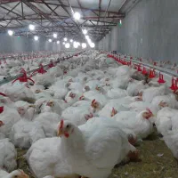 نیازمند کارگر برای مرغداری