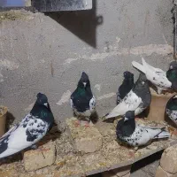 کبوتر کله سیاه|پرنده|گرمه, |دیوار