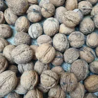 گردو|خوردنی و آشامیدنی|مشهد, قائم|دیوار