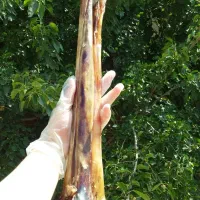 تشویقی سگ قلم شتر مرغ