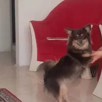 واگذاری فوری به علت مهاجرت