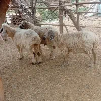 میش