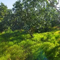 فروش-زمین-مسکونی