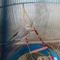 عروس هلندی|پرنده|خدا آفرین, |دیوار