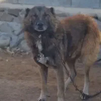 سگ نگهبانی|سگ|ورزقان, |دیوار