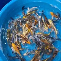 فروش انواع ماهی اکواریومی