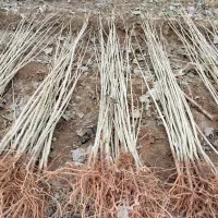 درخت سنوبر نقرا ترکیه وایتالیایی ،شلی ردگل وشلی