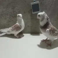 بلژیکی نرو ماده