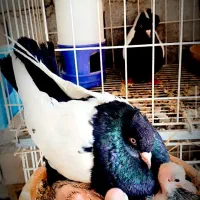 جفت سینه ایی