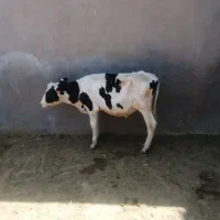 گوساله نر
