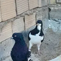 کفتر کبوتر ۸ تا