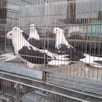 کبوتر فروشی