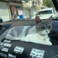 گربه|گربه|فردیس, منظریه|دیوار