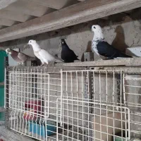 کبوتر   ‌.  شازده|پرنده|قشم, |دیوار