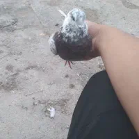 کفتر پرشی|پرنده|ماکو, |دیوار