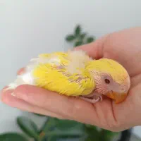 کوتوله برزیلی جوجه