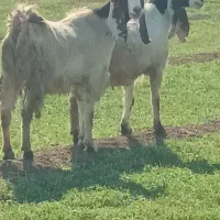 دو عدد بز جوان آبستن نژاد پاکستان|حیوانات مزرعه|خواجه, |دیوار