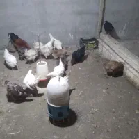 مرغ تخم گذار|حیوانات مزرعه|عسگران, |دیوار