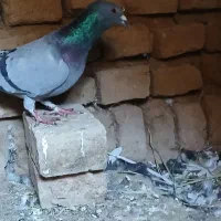 کبوتر|پرنده|بوئین زهرا, |دیوار