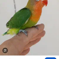طوطی کوتوله برزیلی گم شده