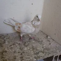 کفتر پرشی خوش خال