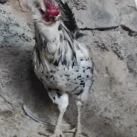 باسلام خروس ونیمچه وارگ گلین|حیوانات مزرعه|گچی, |دیوار