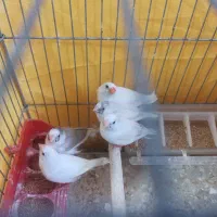 فنچ|پرنده|شیراز, فرگاز|دیوار