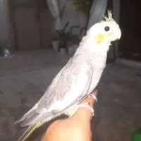 جوجه