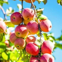 پیشفروش با شرایط چک نهال سیب قرمز مراغه|خدمات باغبانی و درختکاری|جلفا, |دیوار