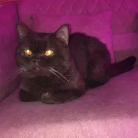 گربه اسکاتیش ماده(جفت گیری)|گربه|گرگان, |دیوار