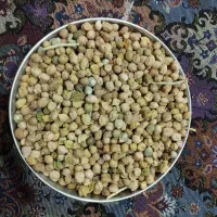 نخود دیم