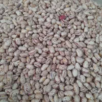 لوبیا چیتی زود پز.کشت امسال