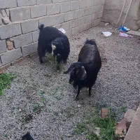 دوتا گوسفند مال کوه