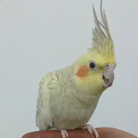 عروس هلندی