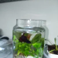 ماهی فایتر . تنگ به همراه گیاه طبیعی (پلنت)|ماهی|قم, چهل درخت‎|دیوار