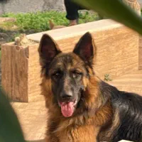 سگ ژرمن شولاین نر