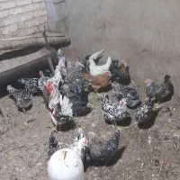 تخم مرغ گلین|حیوانات مزرعه|اصفهان, آبشار|دیوار